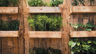 Image for Why You Should Grow Your Own Food With Hydroponic Cultivation