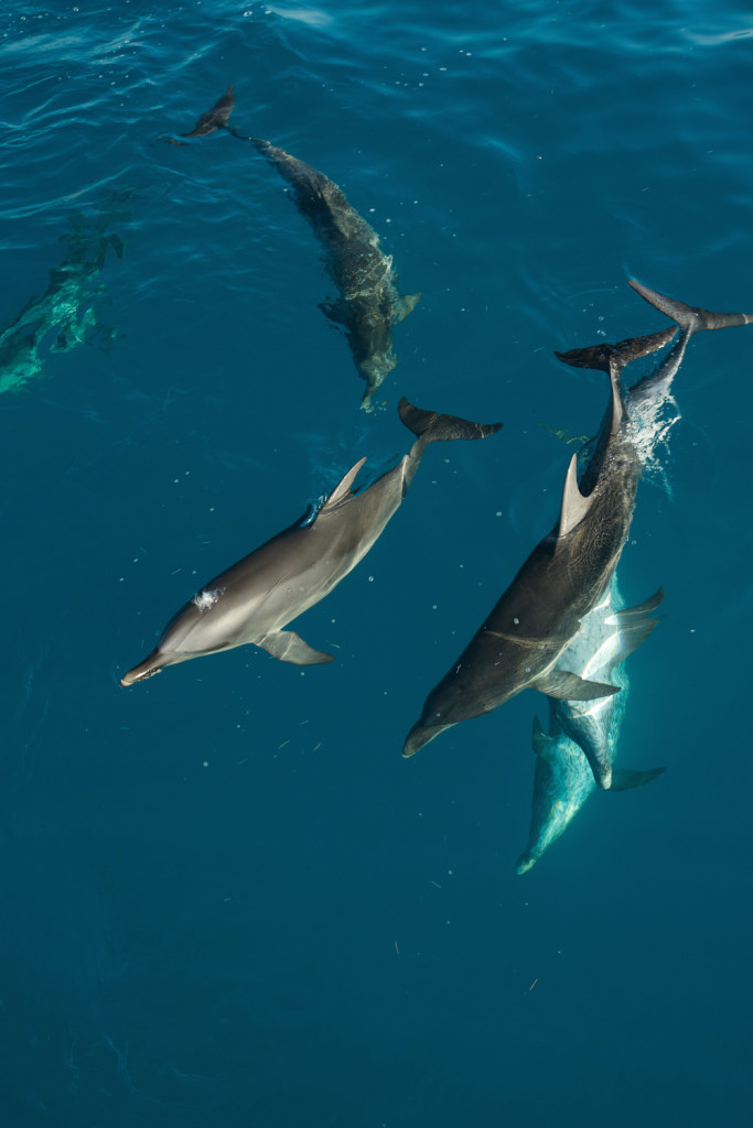 Picture Shows:  Dolphins, Bimini.