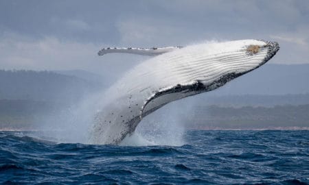 Southern Ocean Live