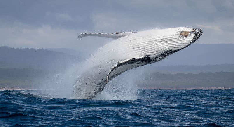 Southern Ocean Live