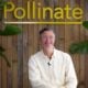 Pollinate Pulse