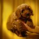 Petbarn launches Puppy and Kitten Club via Howatson+Company HERO