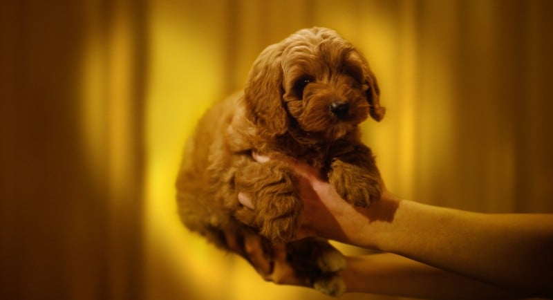 Petbarn launches Puppy and Kitten Club via Howatson+Company HERO