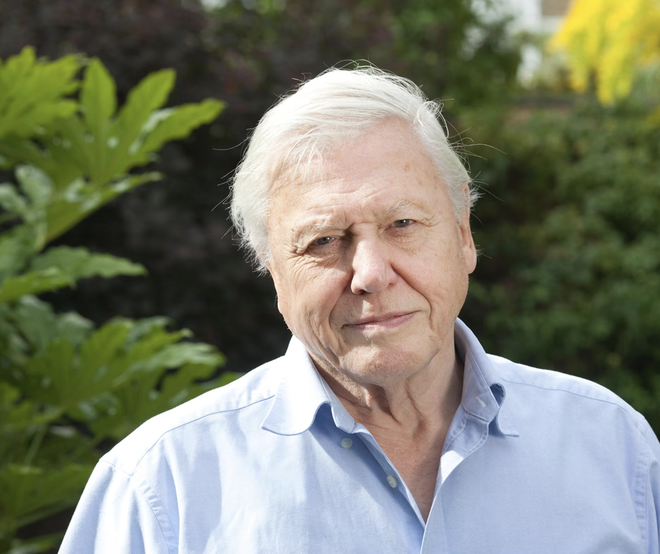 BBC's natural history host (and UK national treasure) Sir David Attenborough.