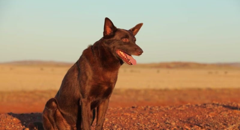 Red Dog