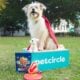 Pet Circle x Superman