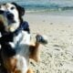 Paws Over Applause Why Dogs Make Better Brand Reps Than Celebrities