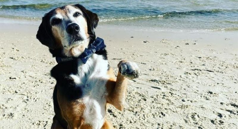 Paws Over Applause Why Dogs Make Better Brand Reps Than Celebrities