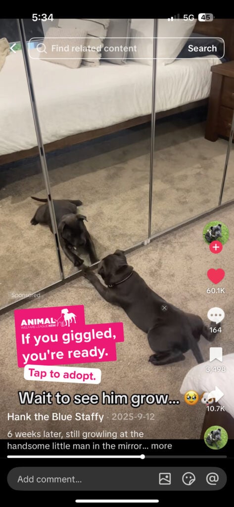 An example of the 'Fur You Feed' popup