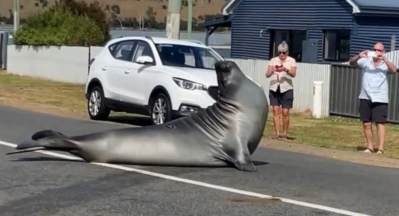 Neil vs Land Cruiser: aggressive category disruption