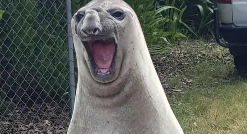 Neil yelling into the void: share of voice