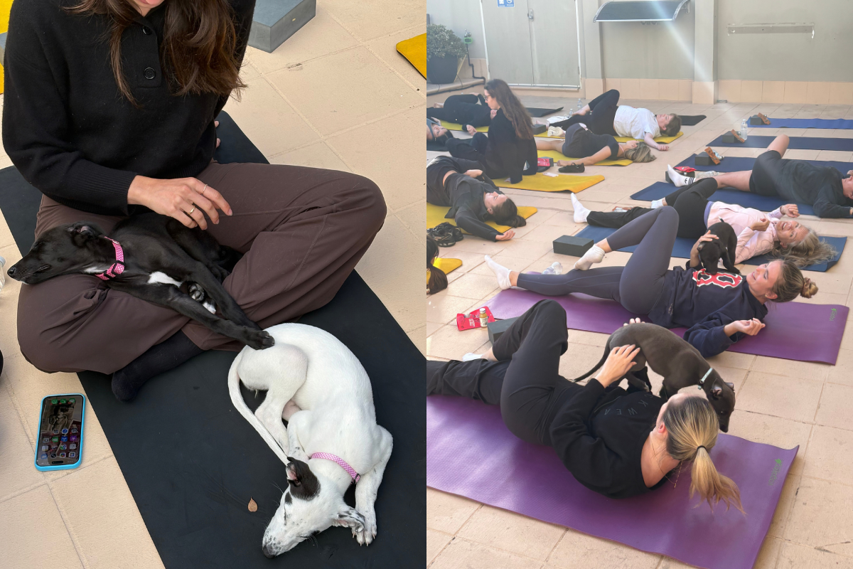 News Australia Puppy Yoga (1)