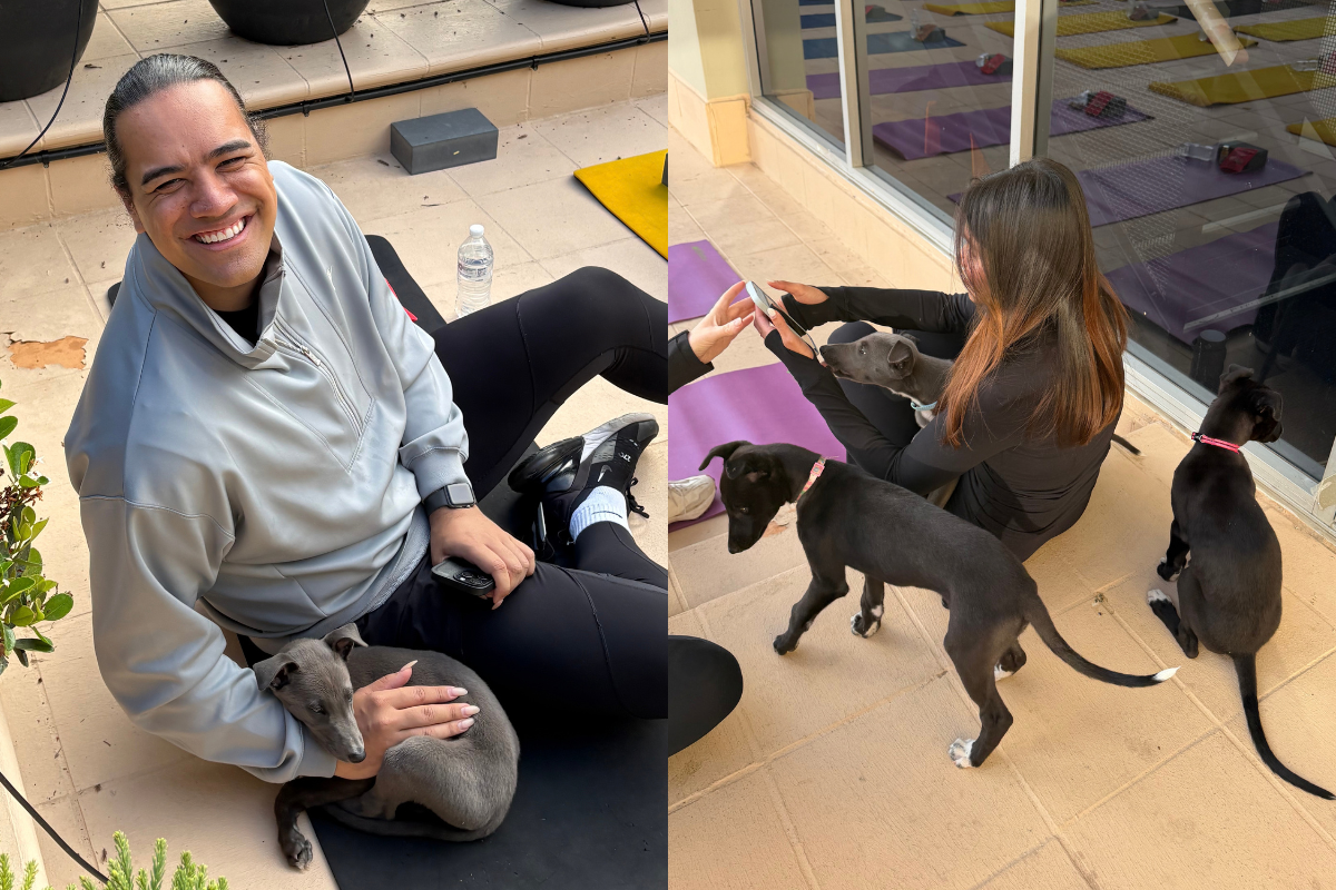News Australia Puppy Yoga (3)