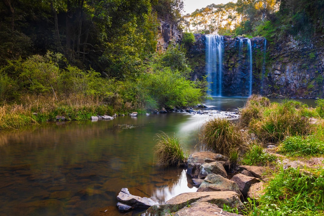 Dorrigo National Park
