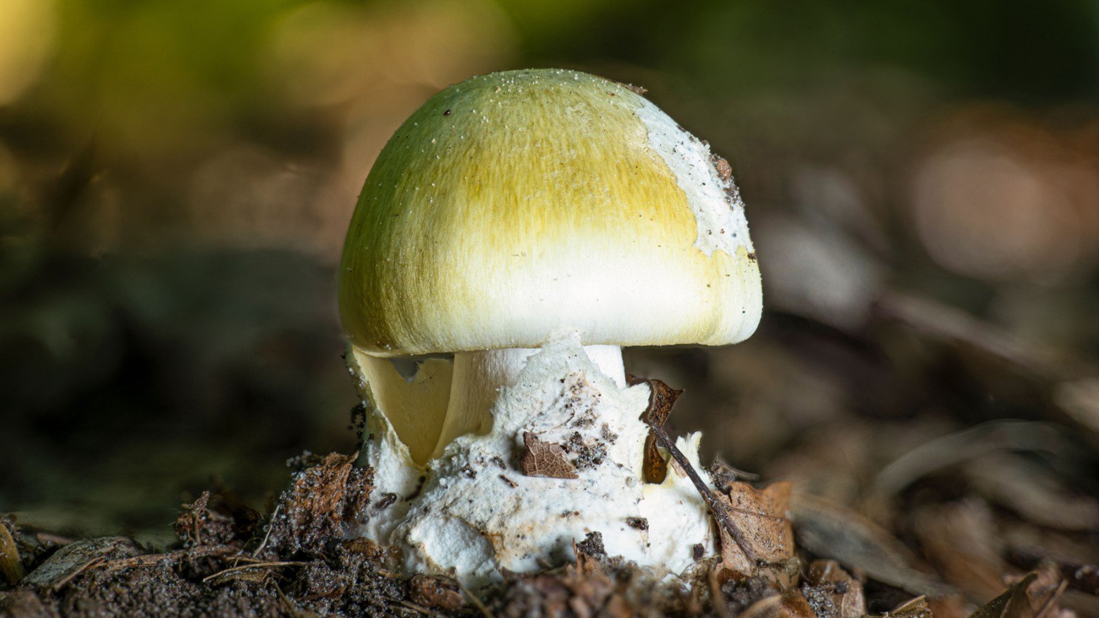 Mushroom