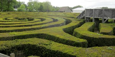 Image of a real-life hedge maze