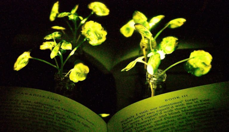 glow-in-the-dark plants
