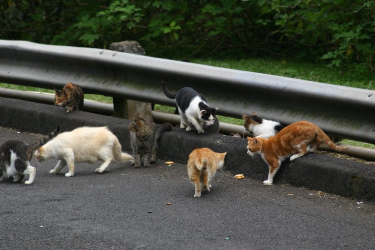 feral cats son side of road