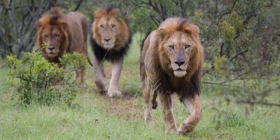 The escaped lions are safely back in their Taronga Zoo enclosure
