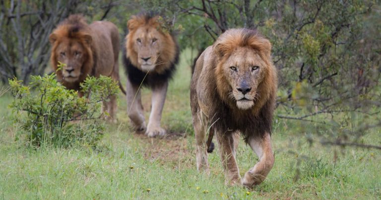The escaped lions are safely back in their Taronga Zoo enclosure