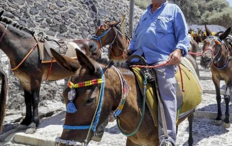 Donkeys in Greece