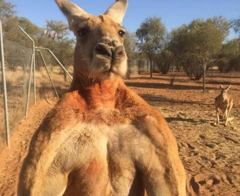 roger-the-kangaroo