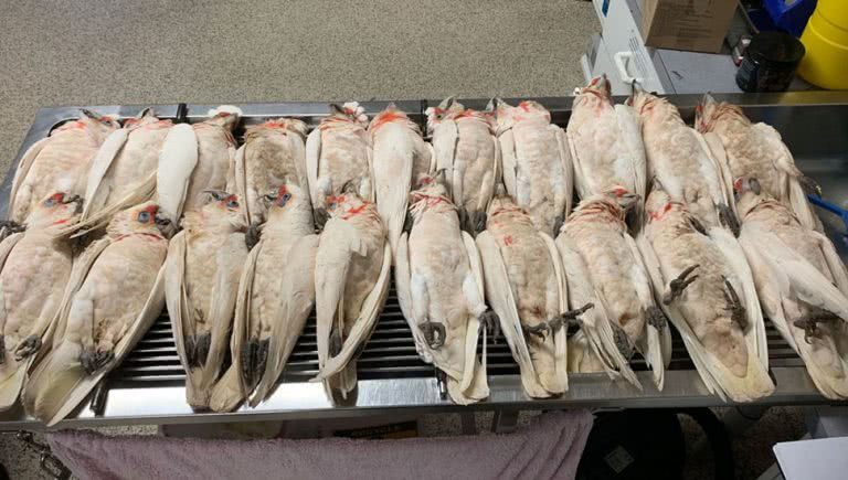 50 native birds have fallen from the sky in Adelaide