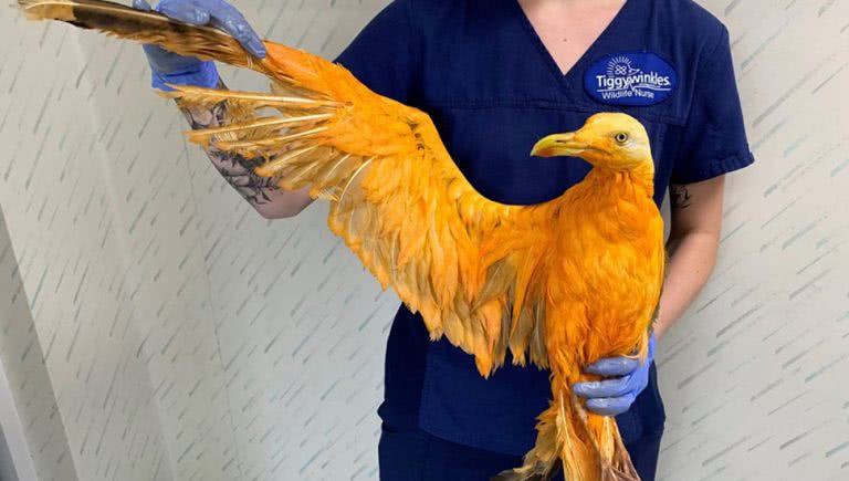 A Seagull covered in turmeric was rescued in The U.K. earlier this month