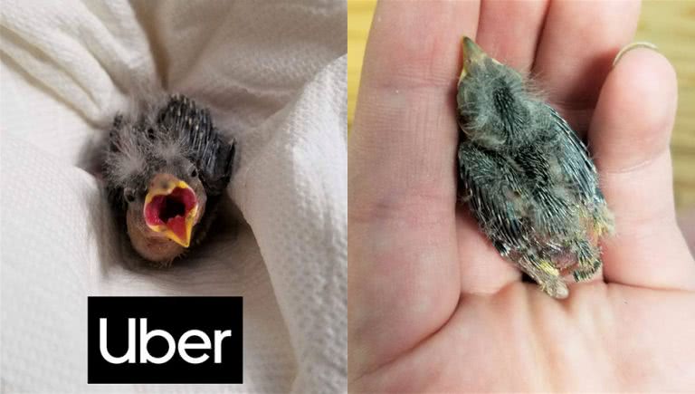 Picture of a bird that was rescued by an Uber