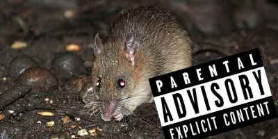 Image of a bush rat and a censored sign