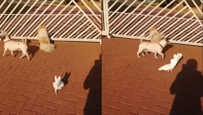 This South African cockatoo believes himself to be a guard dog