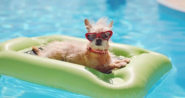 dog in glasses in pool