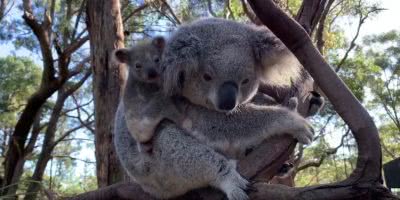 Ash The Baby Koala Joey