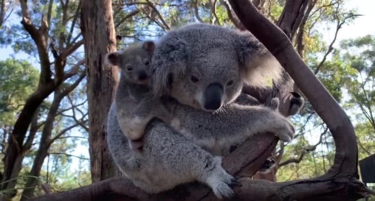 Ash The Baby Koala Joey