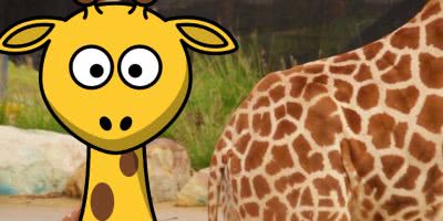 Taronga baby giraffe