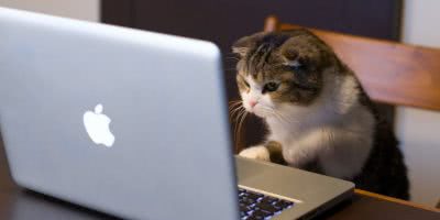 Cat using a laptop