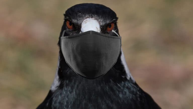 magpie facemask