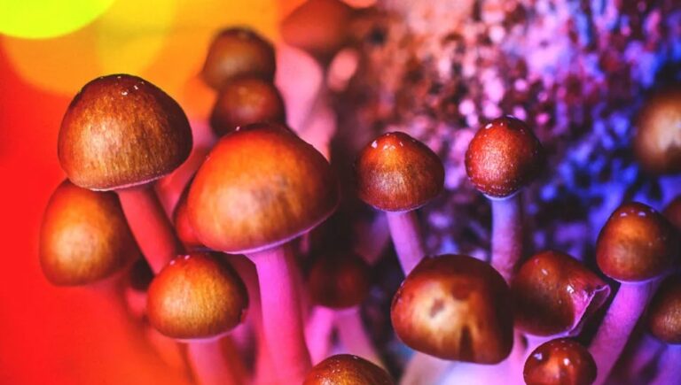 A world-first clinical trial will give Aussie therapists psychedelics to treat their patients