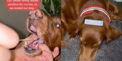 Family runs rapid COVID test on pet dog