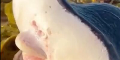 A terrifying "alien-like" creature has washed up on Bondi Beach