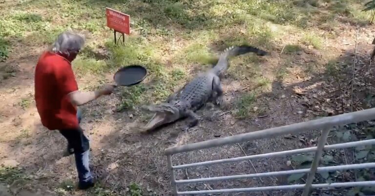 aussie man crocodile frying pan