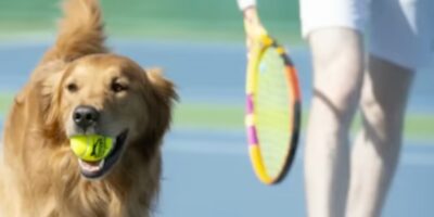 Of course the plan to replace Wimbledon ball boys with dogs didn't work