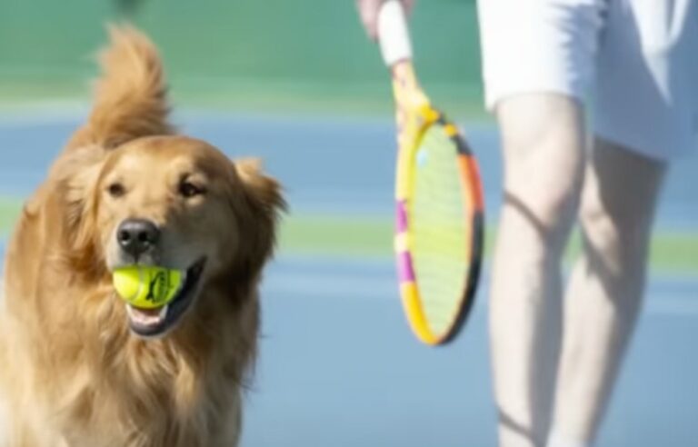 Of course the plan to replace Wimbledon ball boys with dogs didn't work