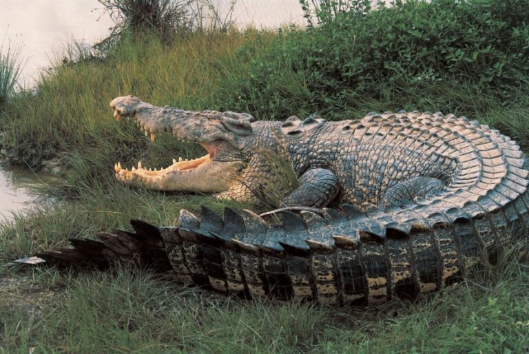 Australian crocodile