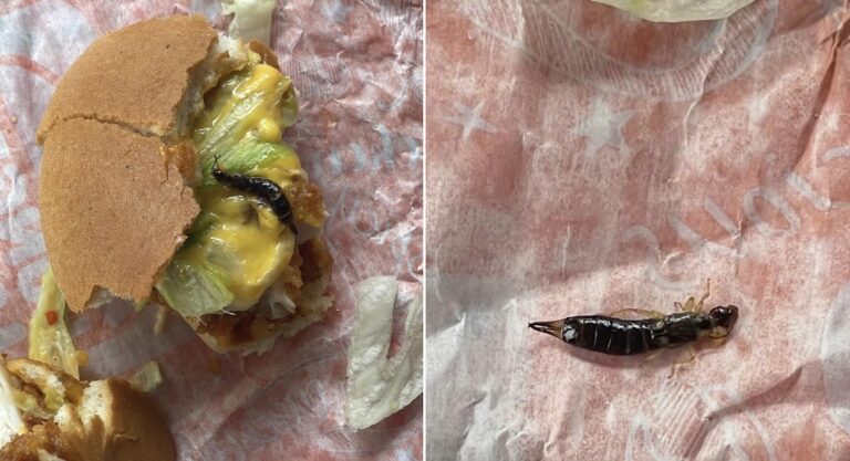 hungry jacks burger insect