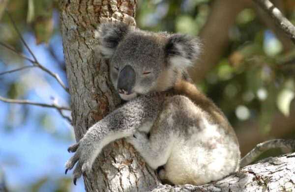 A Koala in a tree