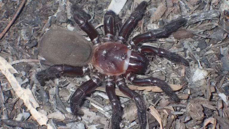 spider trapdoor giant species queensland australia