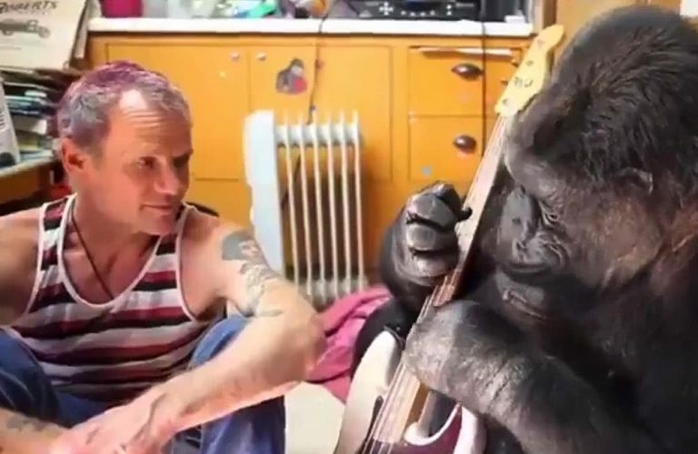RHCP bassist Flea sits with Koko the Gorilla