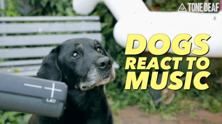 A dog listens to a UE Boom speaker
