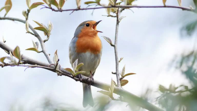 Image of a bird singing, related to the song of birds chirping that charted in the UK